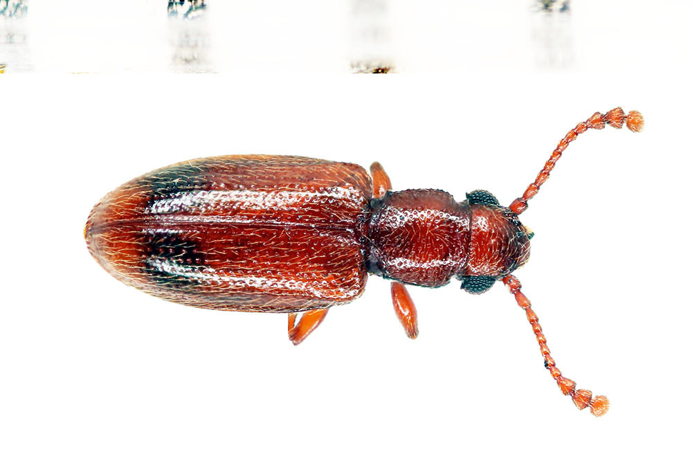 Silvanops