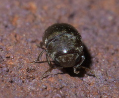 Tricorynus