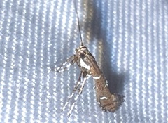 Caloptilia triadicae