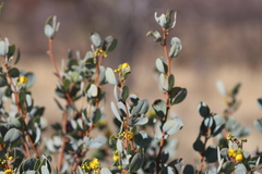 Senna artemisioides alicia