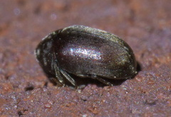 Tricorynus