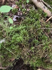 Climacium dendroides