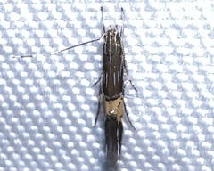 Cosmopterix