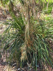 Allocasuarina littoralis