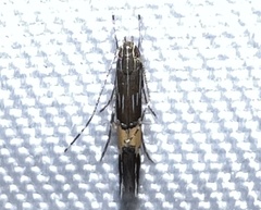Cosmopterix