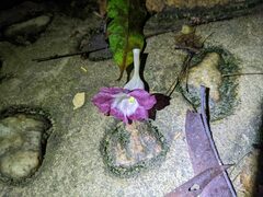 Acanthaceae