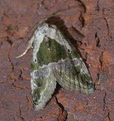 Maliattha synochitis