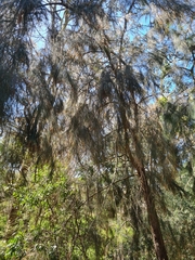 Allocasuarina littoralis