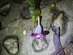 Acanthaceae