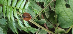 Cyrtonota textilis