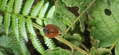 Cyrtonota textilis