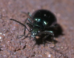 Lebia viridis