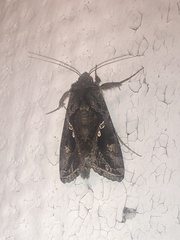 Chrysodeixis