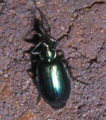 Lebia viridis