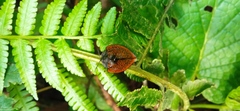 Cyrtonota textilis