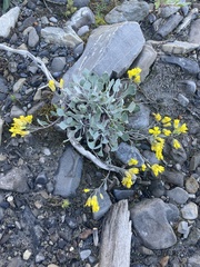 Physaria didymocarpa