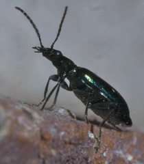 Lebia viridis