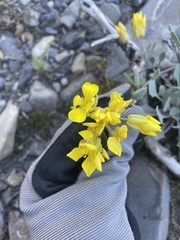 Physaria didymocarpa