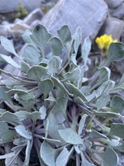 Physaria didymocarpa