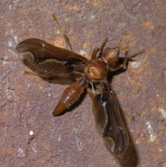 Pyrgota undata