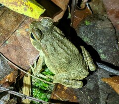 Rhinella horribilis