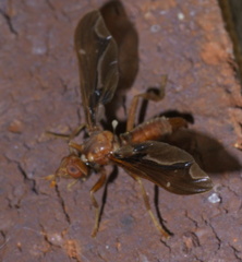 Pyrgota undata
