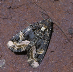 Homophoberia apicosa