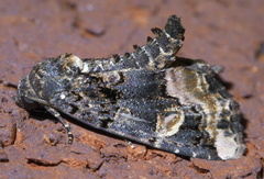 Homophoberia apicosa