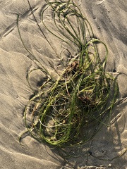 Phyllospadix torreyi