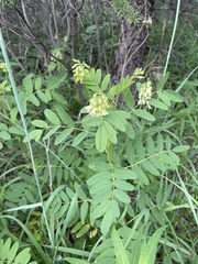 Astragalus americanus