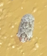 Catonia