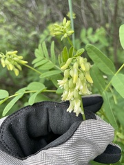 Astragalus americanus