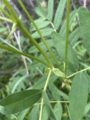Astragalus americanus