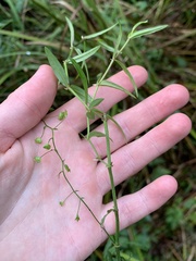 Veronica scutellata