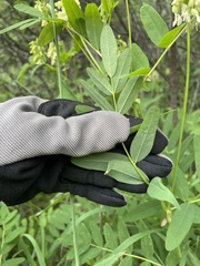 Astragalus americanus