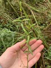 Veronica scutellata