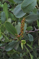 Colliguaja odorifera