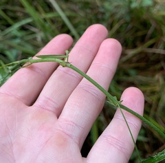 Veronica scutellata