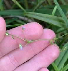 Veronica scutellata