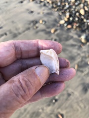 Veneridae