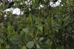 Colliguaja odorifera