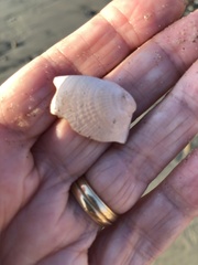 Veneridae