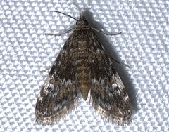Elophila obliteralis