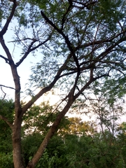 Bursera morelensis
