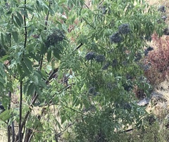 Sambucus cerulea