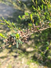 Kunzea leptospermoides