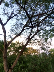 Bursera morelensis