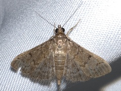 Herpetogramma phaeopteralis