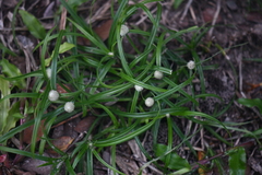 Cyperus mindorensis