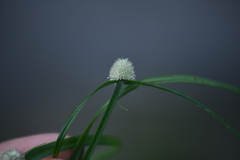 Cyperus mindorensis